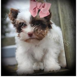 Yorkshire Terrier Puppies from Danielle's Yorkie Babies