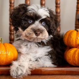Baby Bear - Brown male Schnoodle puppy in Grove, Oklahoma from Grand Lake Poodles & Doodles