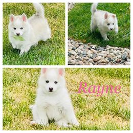 Pomsky Puppies from Pomsky Acres