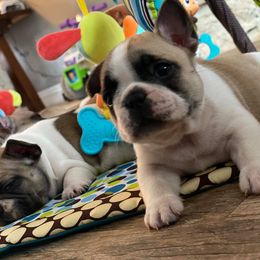 French Bulldog Puppies from Bullpen Frenchies