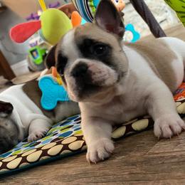 French Bulldog Puppies from Bullpen Frenchies