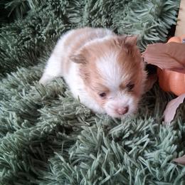 Sierra - White female Pomeranian puppy in Gaffney, South Carolina from Battlefield Kennels
