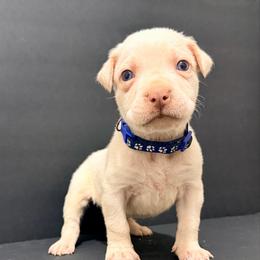 Dark blue collar (straw cane corso) - Red male Cane Corso puppy in Snellville, Georgia from A Really Good Kennel