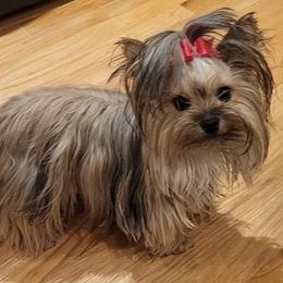 Mookie - Yorkshire Terrier