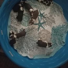 English Springer Spaniel Puppies from IV Springers of California