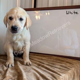 Cookie - Yellow female Labrador Retriever puppy in Atwater, Minnesota from Copper Meadow Retrievers