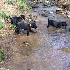 Pudelpointer Puppies from High Power Pudelpointers