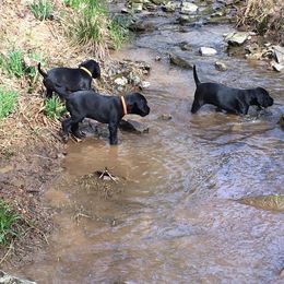 Pudelpointer Puppies from High Power Pudelpointers
