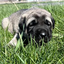 Crimson Boy (3) - Fawn male Anatolian Shepherd Dog puppy in Kalispell, Montana from Wild Rooster Family Farm – AKC Anatolian Shepherd Breeder, OFA Health Tested