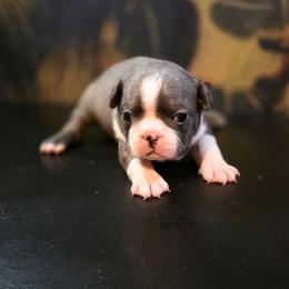 Anakin - Blue male Boston Terrier puppy in Kingsport, Tennessee from Irish Heart Bostons