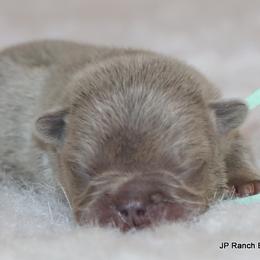 Winnie - Blue female French Bulldog puppy in Winnsboro, Texas from JP Ranch Bulldogs