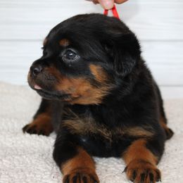 Red girl - Black and mahogany female Rottweiler puppy in Auburn, California from Vom Haus Flores