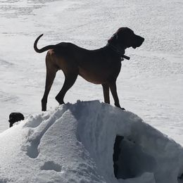 Redbone Coonhounds from Robert's Coonhounds