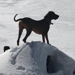 Redbone Coonhounds from Robert's Coonhounds