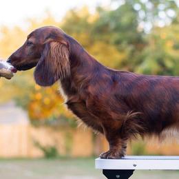 Dachshunds from Bluegrass Dachshunds