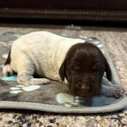Boy 4 - Liver roan male German Shorthaired Pointer puppy in Troy, North Carolina from Uwharrie GSP