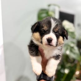 Liberty - Black and tan female American Corgi puppy in Tishomingo, Mississippi from Magnolia Trace Corgis