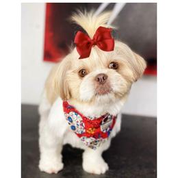 Mango  🥭 - Shih Tzu