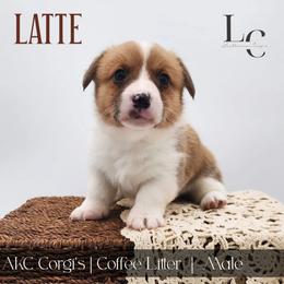 Latte - Red male Pembroke Welsh Corgi puppy in Pine Village, Indiana from NL Horsemanship