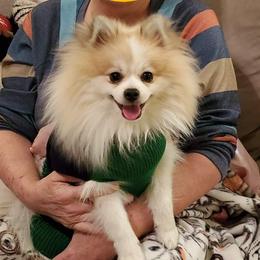 Koda - Pomeranian
