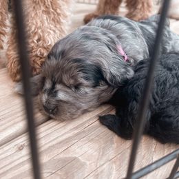 Bernedoodle, Bernese Mountain Dog, Cavalier King Charles Spaniel, and Goldendoodle Puppies from Adventure Doodles Of East TN