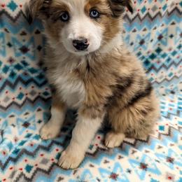 Aussiedoodle, Australian Shepherd, Bernedoodle, Cockapoo, and Poodle Puppies from Sis' Doodles & Poodles