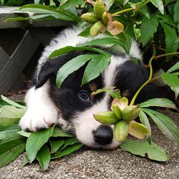 Australian Shepherd Puppies from Ohio Valley Australian Shepherds