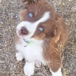 Australian Shepherd Puppies from Far Out Aussies