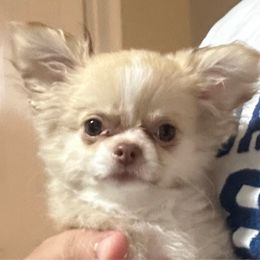 Pumpkin - Fawn female Chihuahua puppy in Miami, Florida from GioVel Chihuahua and Italian greyhounds