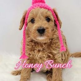 Goldendoodle Puppies from Sister Doodles