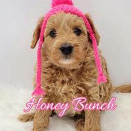 Goldendoodle Puppies from Sister Doodles