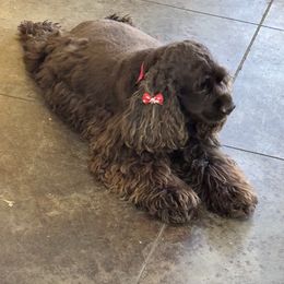 Annie - Cocker Spaniel