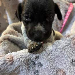 Pink girl - Black roan female German Shorthaired Pointer puppy in Morley, Michigan from Winsome Farm