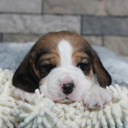 Marty - Black tan and white male Beagle puppy in Morrill, Kansas from Kelle Beagles
