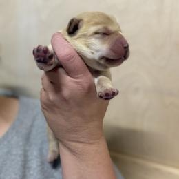 Girl 1 - Yellow female Labrador Retriever puppy in Strafford, New Hampshire from Alley Rock Labradors, LLC