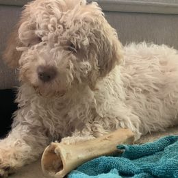Creekside Mango - Lagotto Romagnolo puppy in Huntingdon Valley, Pennsylvania from CreekSide Lagotto