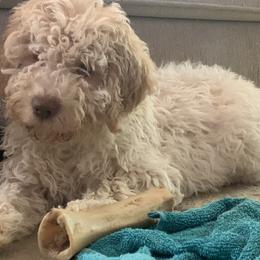 Creekside Mango - Lagotto Romagnolo puppy in Huntingdon Valley, Pennsylvania from CreekSide Lagotto