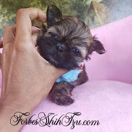 Tiny - Black and tan male Shih Tzu puppy in Ocala, Florida from Forbes Shih Tzu