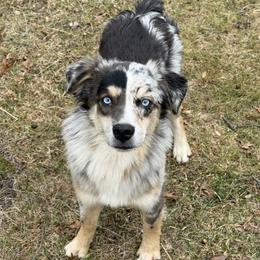 Summer - Australian Shepherd