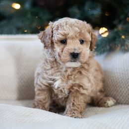 Maltipoo, Shichon, and Shihpoo Puppies from Timbercreek Puppies