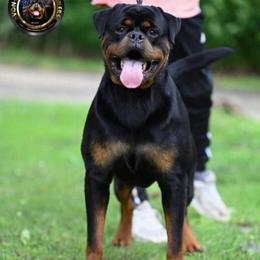 Noa - Rottweiler
