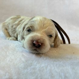 Percy Jr - Red and white male Cockapoo puppy in Adrian, Oregon from ApplebyFarm