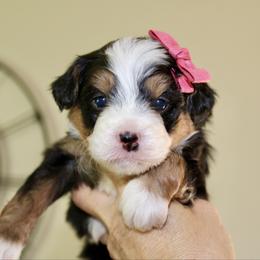 Allie - Tri-color female Bernedoodle puppy in Apple Creek, Ohio from Cuddle Paws