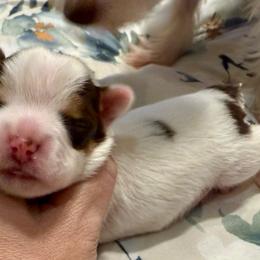 Cooper - Chocolate, tan and white male Yorkshire Terrier puppy in Tangipahoa County, Louisiana from Riche’ Louisiana Yorkies