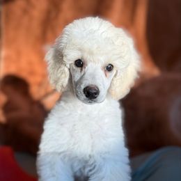 Solara - Cream female Poodle puppy in Monetta, South Carolina from Moonrise Poodles