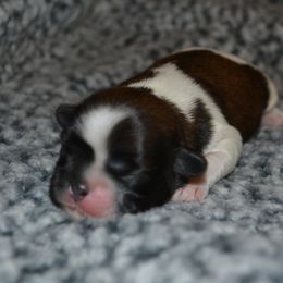 Shih Tzu Puppies from Moore Shih Tzus