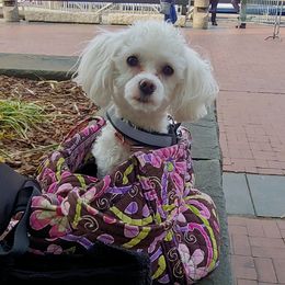 Angel - Maltipoo