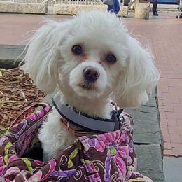 Angel - Maltipoo