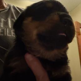 Green girl - Black and mahogany female Rottweiler puppy in Colorado Springs, Colorado from Von Locher Rotties