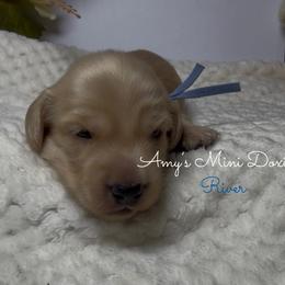AKC River (Blue) - Cream male Dachshund puppy in Jena, Louisiana from Amy’s Mini Doxies